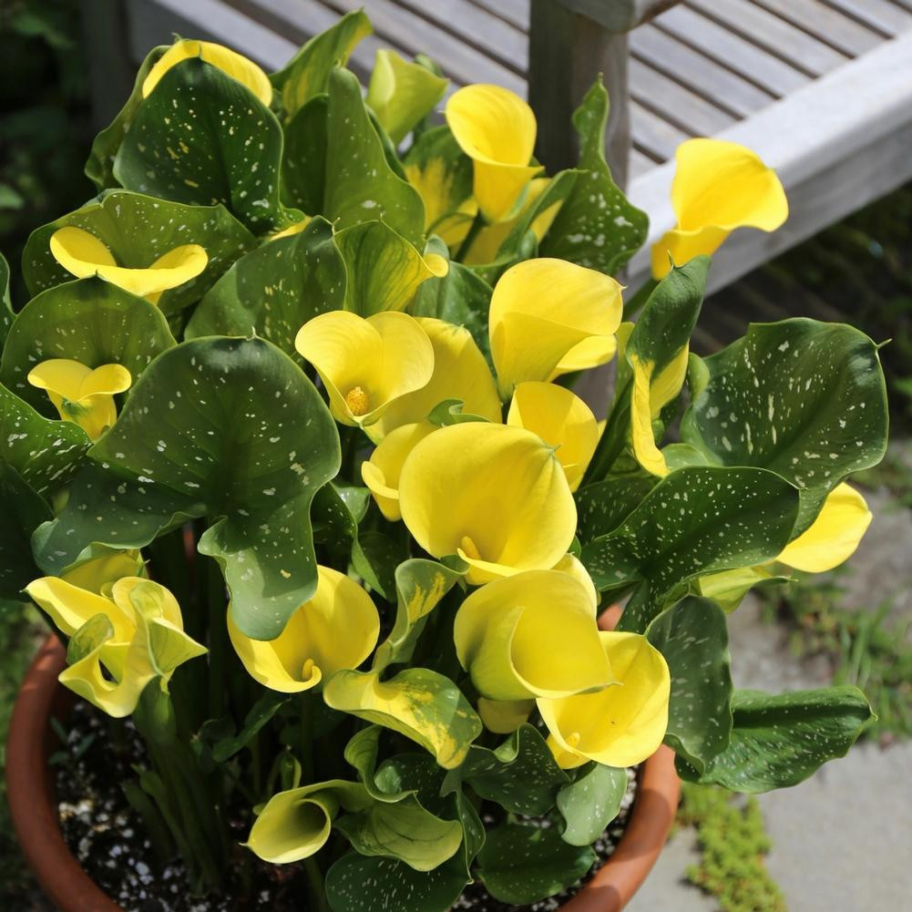 Calla Lilies for Sale Shop Zantedeschia Bulbs Longfield Gardens