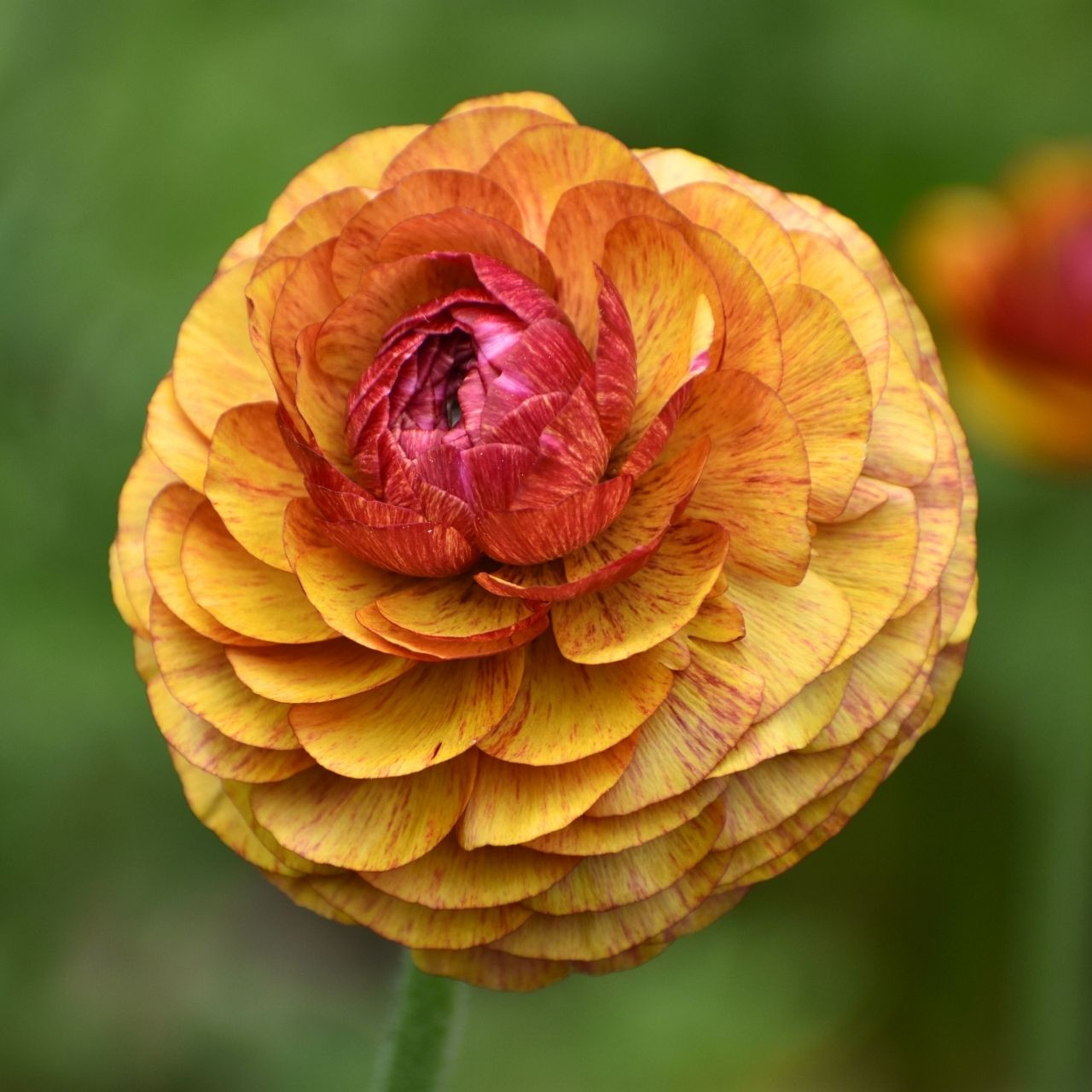 Ranunculus Aviv Picotee Cafe (Fall) - 25 corms - Longfield Gardens