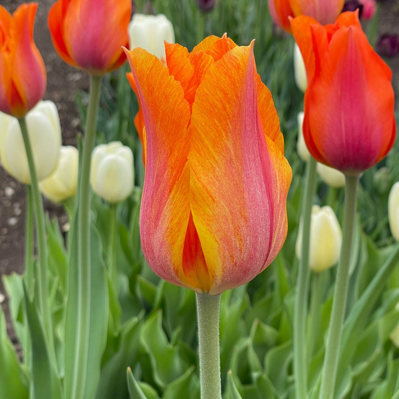 Tulip Single Late El Nino 20 bulbs Longfield Gardens