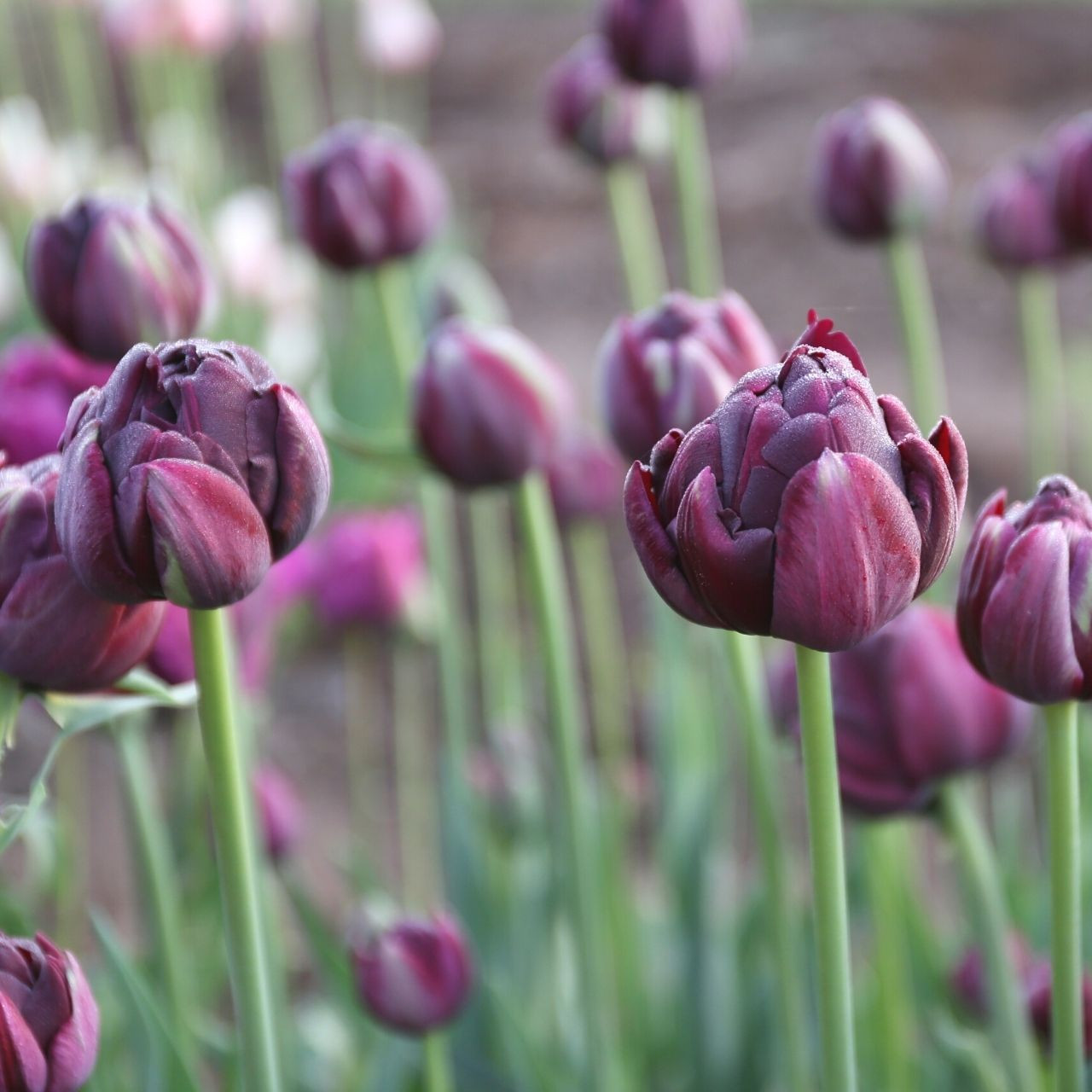 Tulip Double Late Black Hero 10 bulbs Longfield Gardens