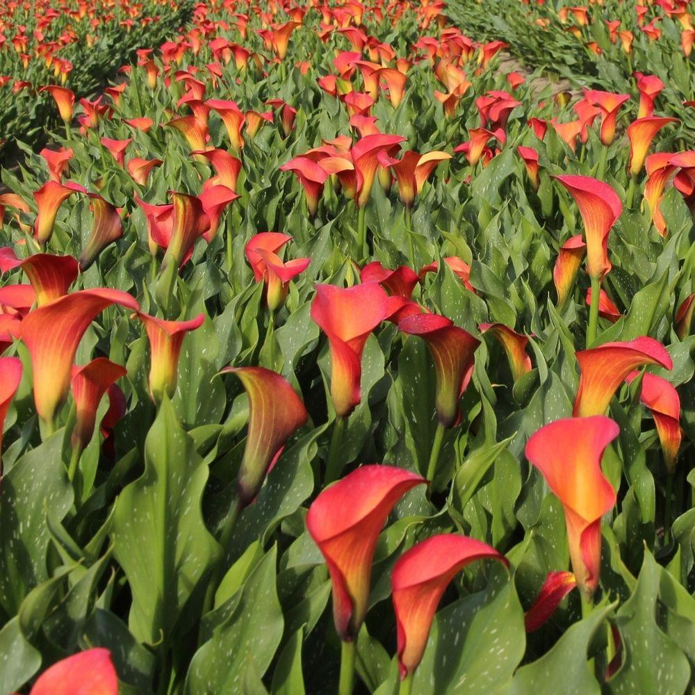 Calla Lily Morning Sun 3 bulbs Longfield Gardens