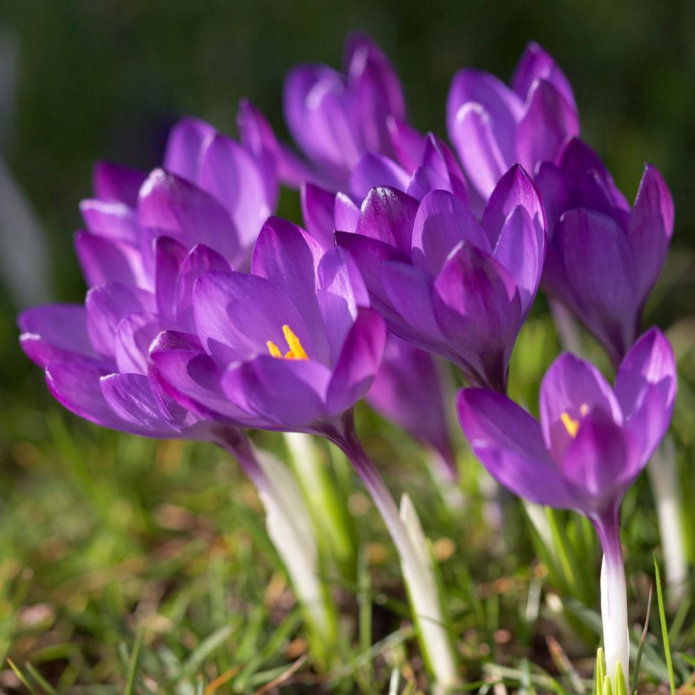 Crocus Flower Bulbs for Sale Longfield Gardens