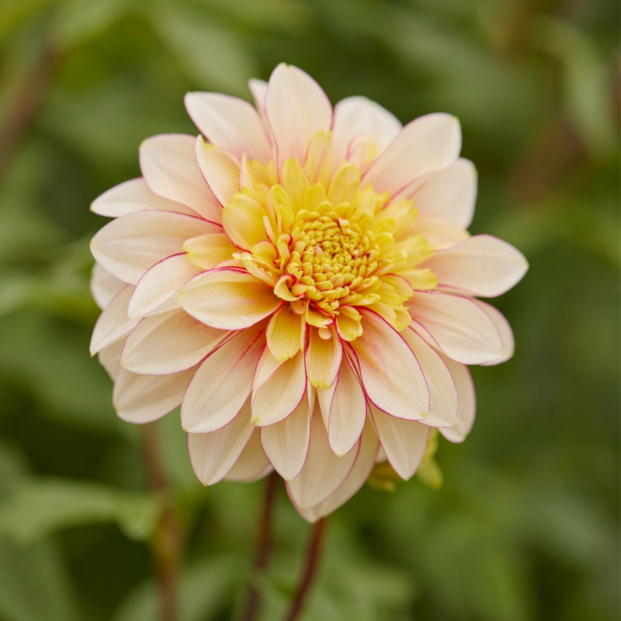 Dahlias for Sale Shop our Most Popular Bulbs Longfield Gardens Page 9