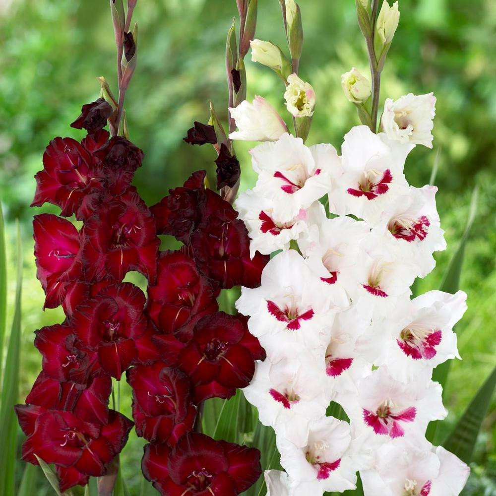 Gladiolus Large Flowering Espresso & Fiorentina 30 corms Longfield