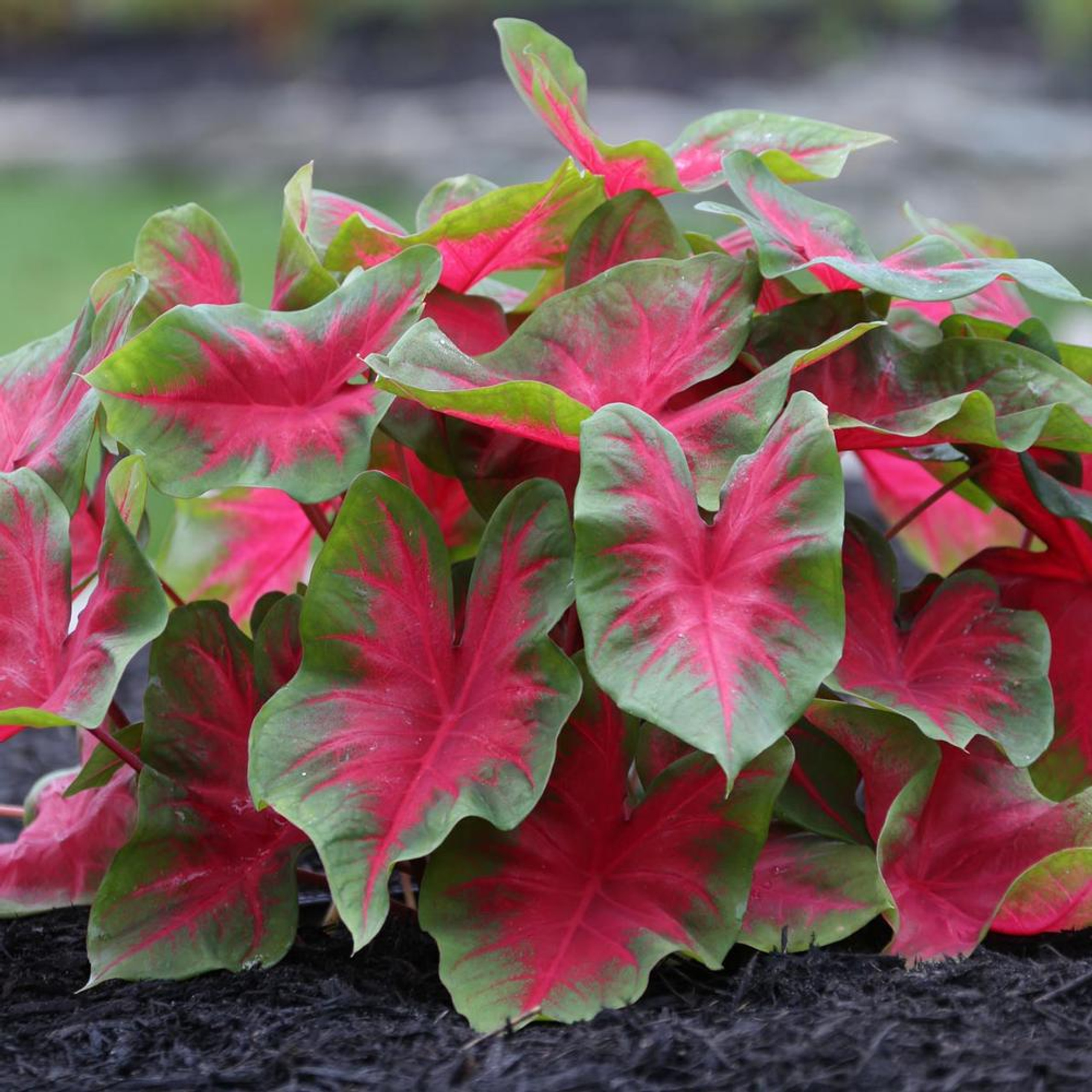 Caladiums for Sale - Shop Angel Wings Bulbs - Longfield Gardens
