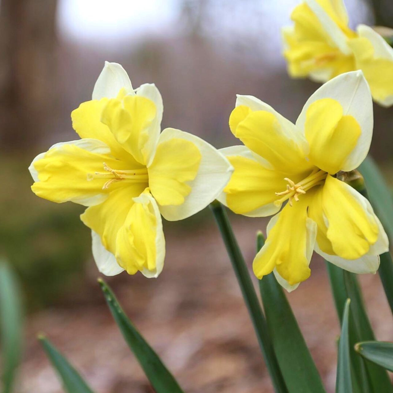 Daffodil Split Corona Cassata 10 bulbs Longfield Gardens