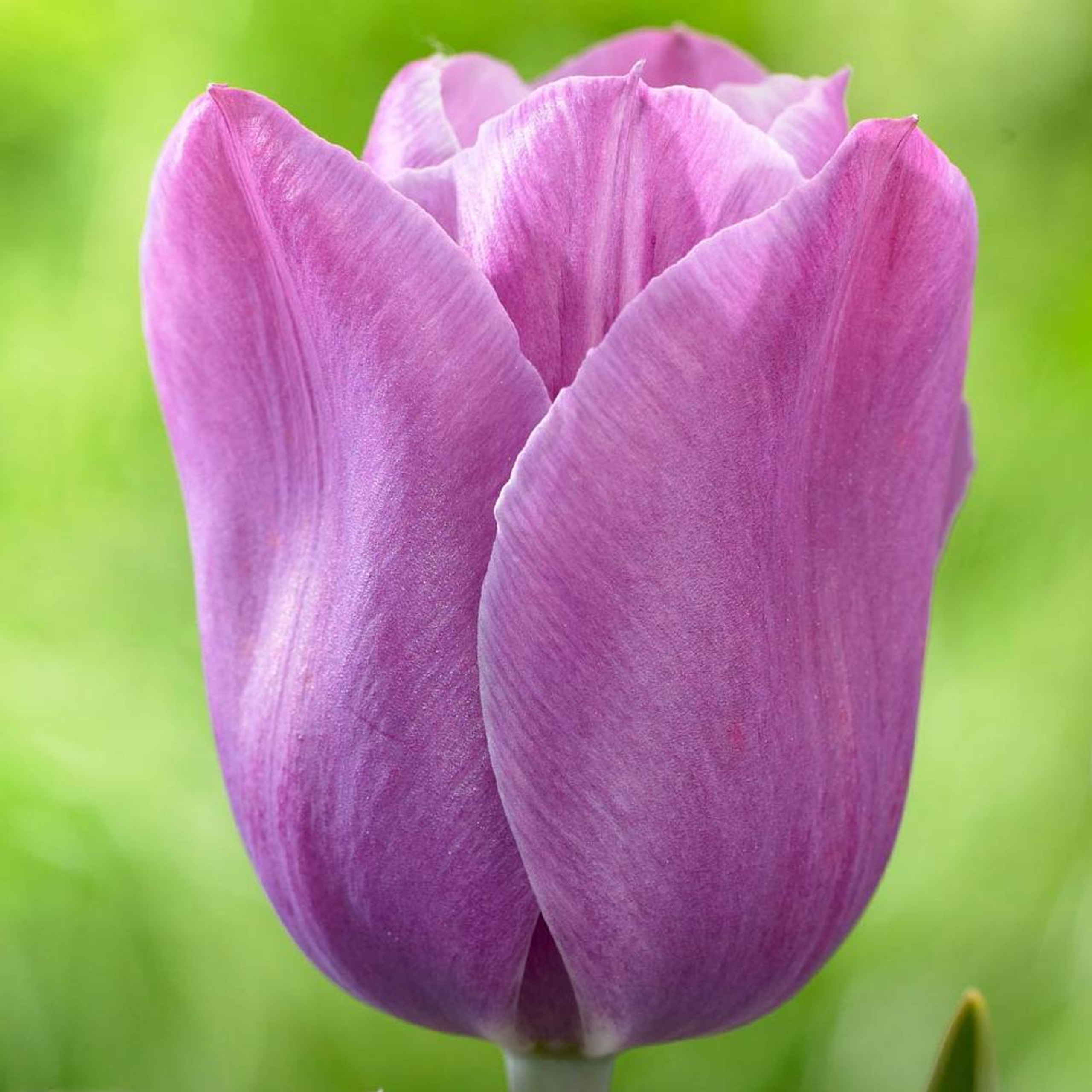 Tulip Single Late Violet Beauty 20 bulbs Longfield Gardens