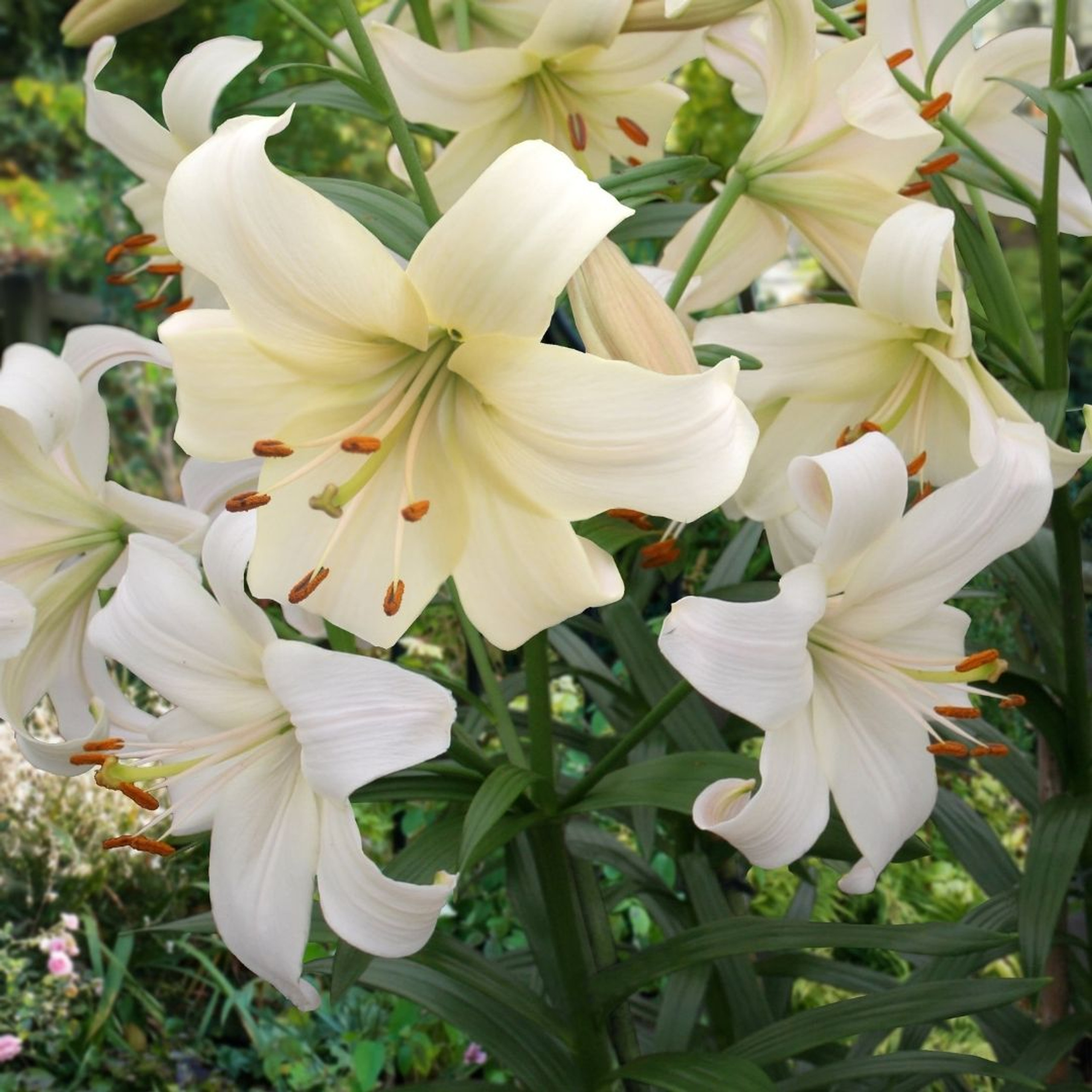 Lily Asiatic Pearl White - 5 bulbs - Longfield Gardens