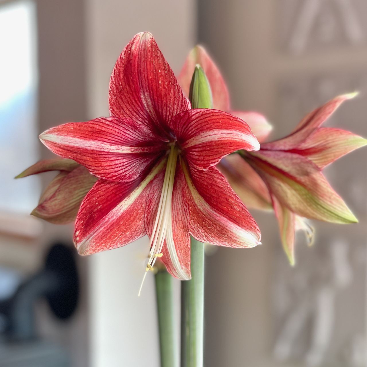 Amaryllis Single Opal Star 1 bulb Longfield Gardens