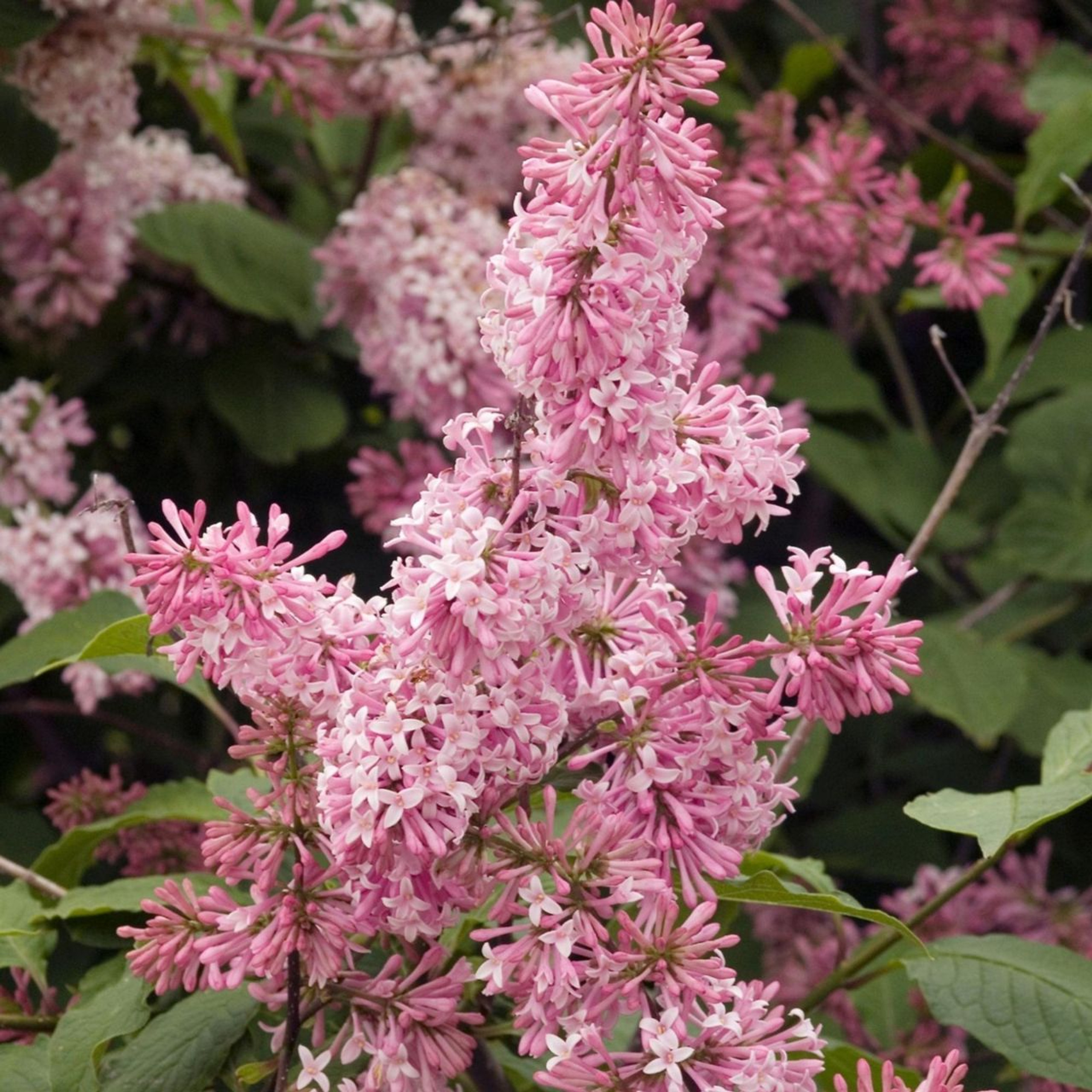 Syringa X Prestoniae Miss Canada - 1 Bare Root - Longfield Gardens