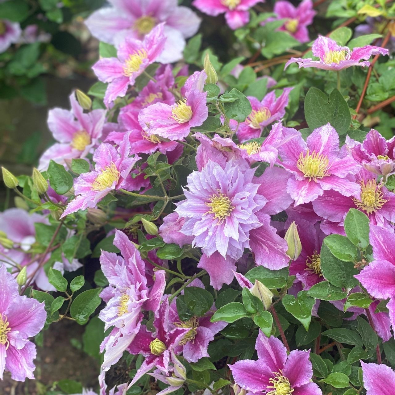 Clematis Piilu 1 One Year Plug Longfield Gardens