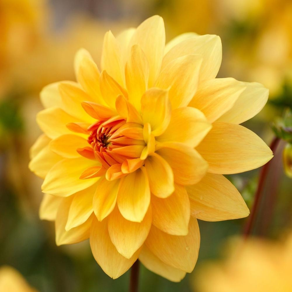 Dahlia Decorative Karma Gold 2 tuber clumps Longfield Gardens