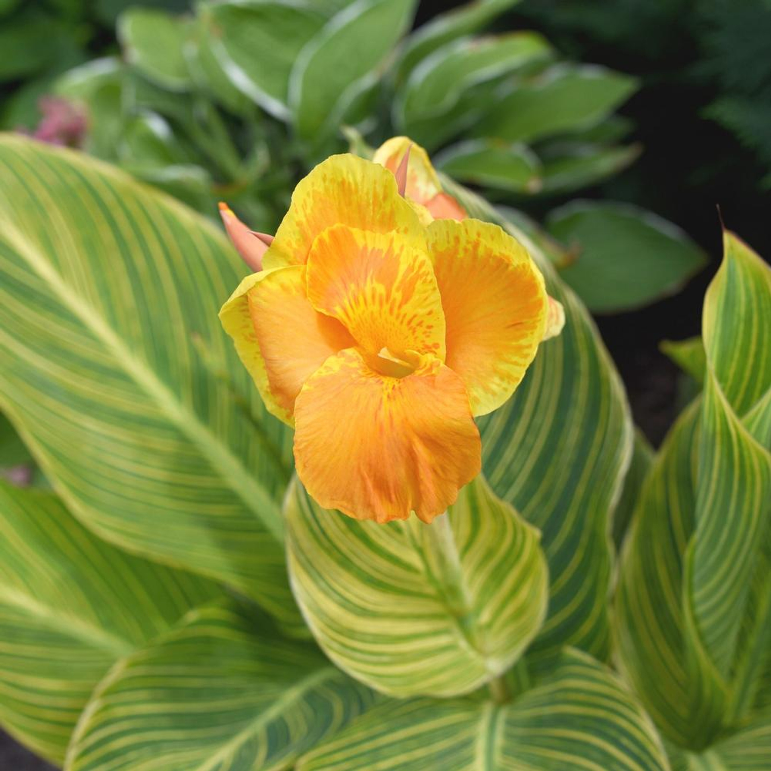 Canna Tall Tropicanna Gold 3 rhizomes Longfield Gardens