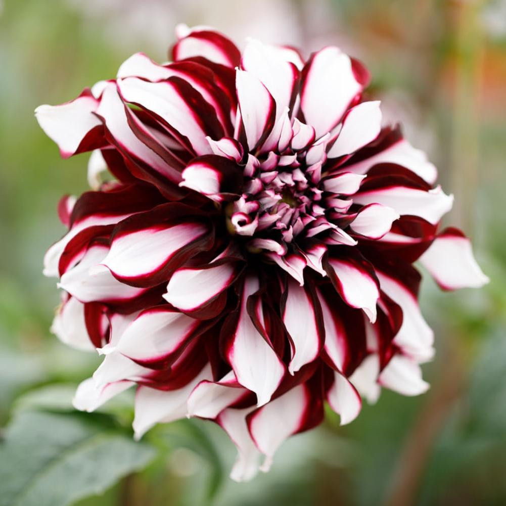 Dahlia Dinnerplate Tartan 2 tuber clumps Longfield Gardens