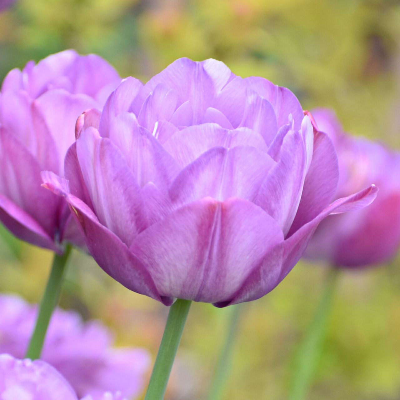 Tulip Lily Flowering Sapporo 20 bulbs Longfield Gardens