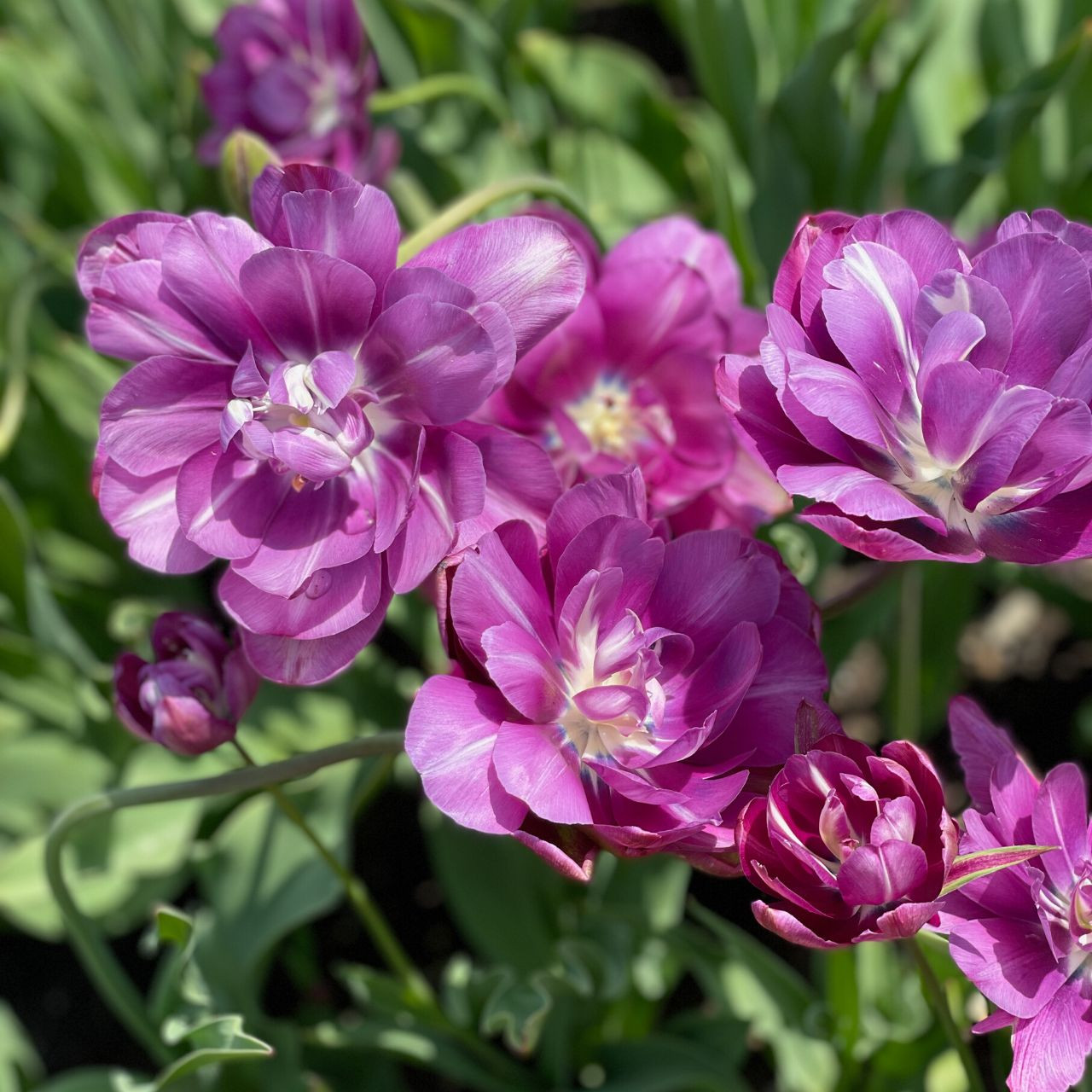 Tulip Double Late Blue Spectacle 10 bulbs Longfield Gardens