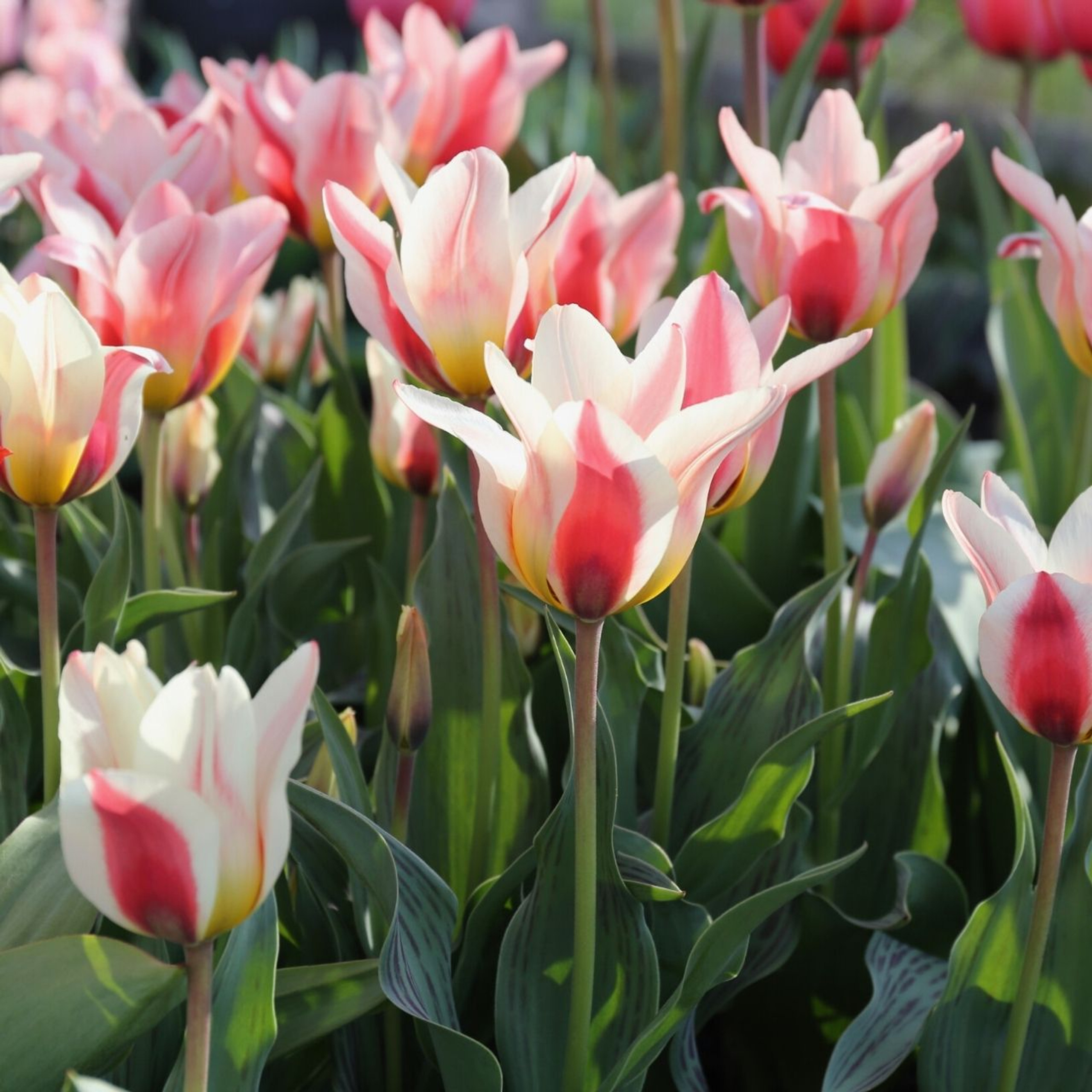 Tulip Greigii Mary Ann - 20 bulbs - Longfield Gardens