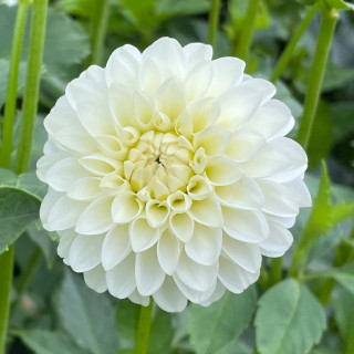Dahlia PomPon White Aster