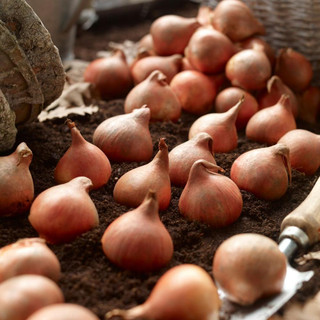 Tulip Triumph Apricot Foxx - 20 bulbs - Longfield Gardens