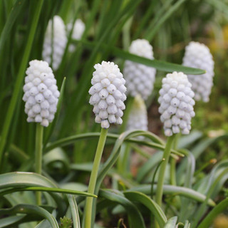 Muscari Siberian Tiger