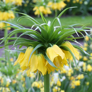 Fritillaria Lutea Maxima - 2 bulbs - Longfield Gardens