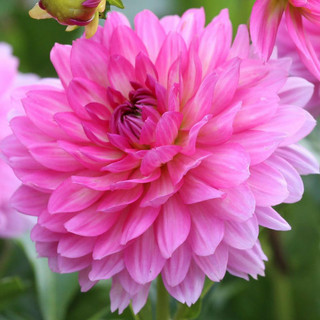 Border Dahlias - Longfield Gardens