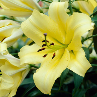 Lily Oriental Trumpet (OT) Yelloween