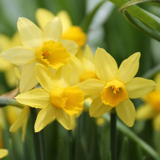 Daffodil Cyclamineus Tete a Tete