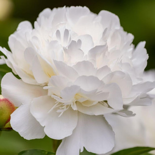 Peony Lactiflora Duchess de Nemours (Fall)