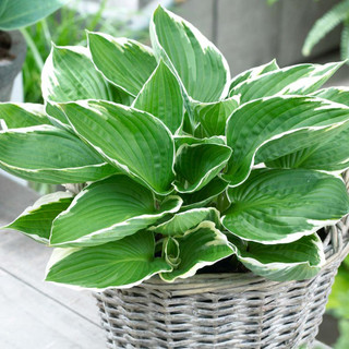 Hosta Medium Leaf Francee