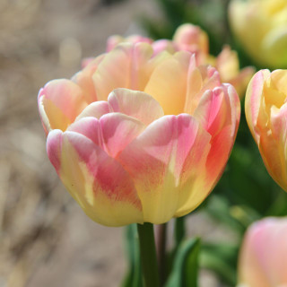 Tulip Double Late Creme Upstar