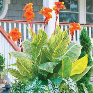 Canna Tall Tropicanna Gold