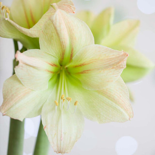 Amaryllis Single Magic Green