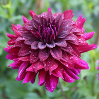 Dahlia Decorative Rip City