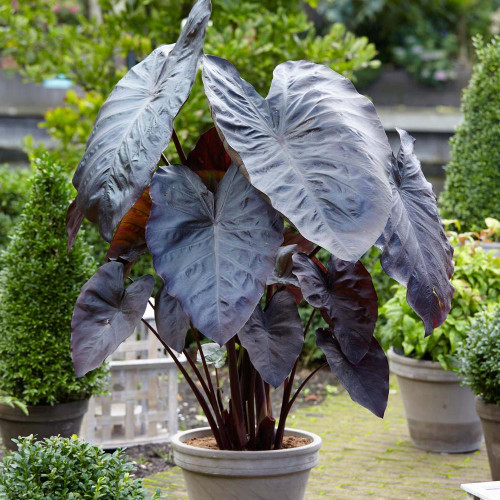 Elephant ears Diamond Head, a type of Colocasia esculenta with large, maroon, almost black leaves.