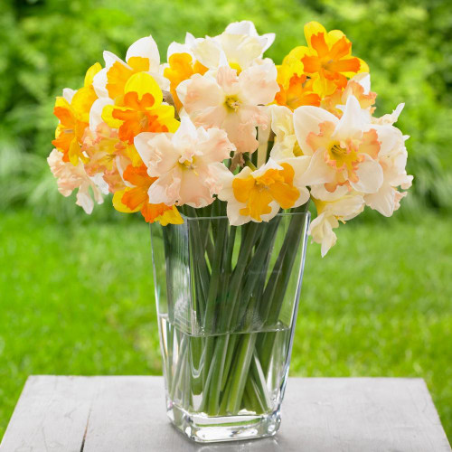 Split Corona Daffodil Mix featuring flowers of various colors in a clear glass vase.