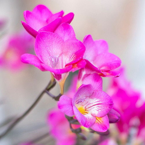 Freesia Double Pink