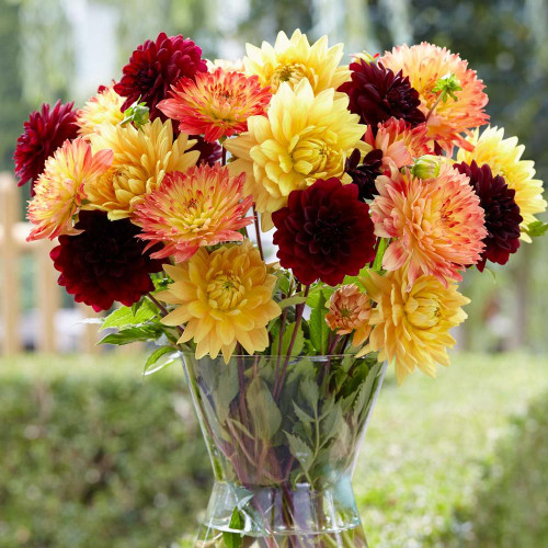 A bouquet of decorative dahlias in a clear glass vase on an outdoor table, featuring flowers that are dark red, golden yellow and orange.