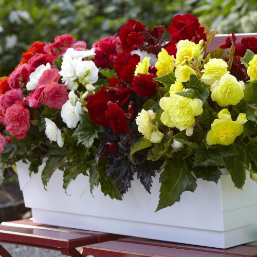 Mixed colors of Non Stop tuberous begonias, blooming in a white window box.
