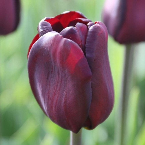 One blue-black flower of Triumph tulip Continental highlighting the burgundy and maroon color of the petals.