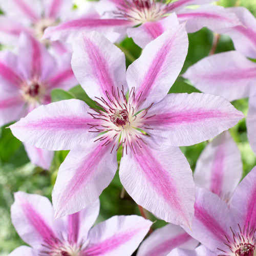 Clematis Standard Nelly Moser