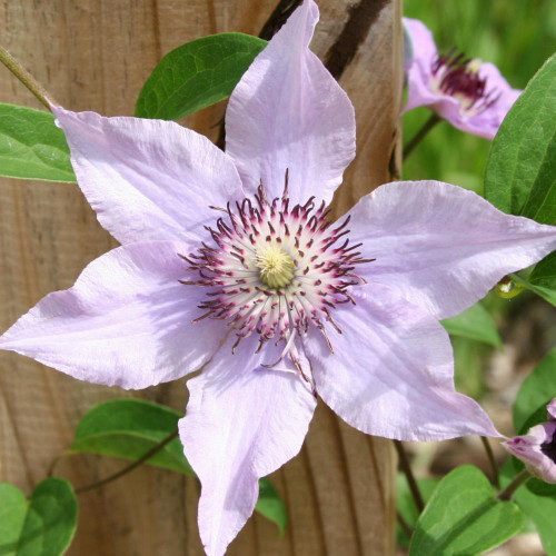 Clematis Standard Pink Climador