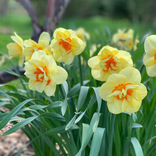 Daffodil Double Tahiti 20 bulbs Longfield Gardens