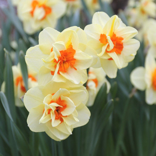 Daffodil Double Tahiti - 20 bulbs - Longfield Gardens