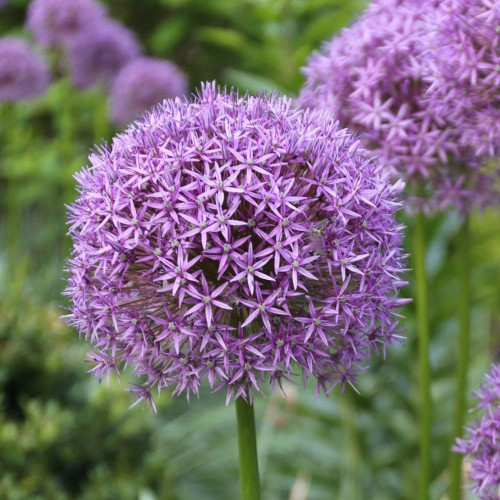 Close up of giant allium Gladiator in a garden setting, showing one violet-purple flower head with hundreds of tiny florets.