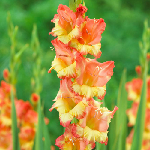 Gladiolus Large Flowering Princess Margaret Rose Gladiolus Large Flowering Princess Margaret Rose
