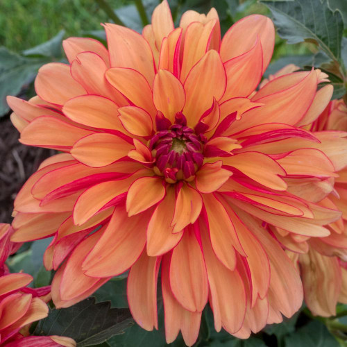 Dahlia Decorative Jescot Julie