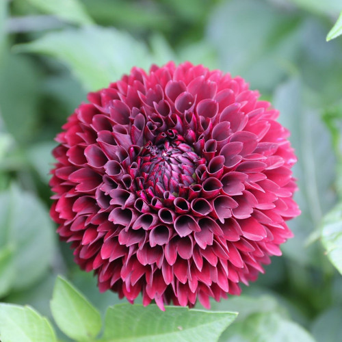 One blossom of wine-red dahlia Jowey Mirella, highlighting this ball dahlia's tightly rolled petals and perfect form.