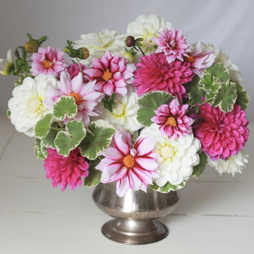 A cheery pink and white flower arrangement including three different varieties of dahlias, featuring Edge of Joy, White Onesta and Cantiflora.