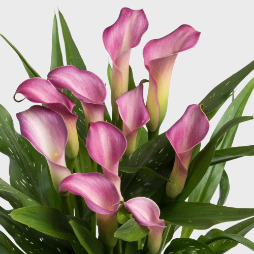 The creamy white and violet-pink flowers of calla lily Twilight.